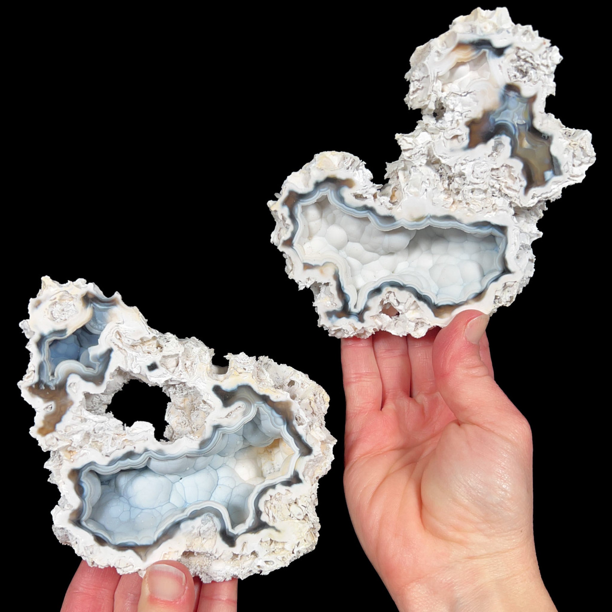 Fossil Coral Pair from Florida with Quartz and Chalcedony
