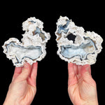 Fossil Coral Pair from Tampa Bay, Florida