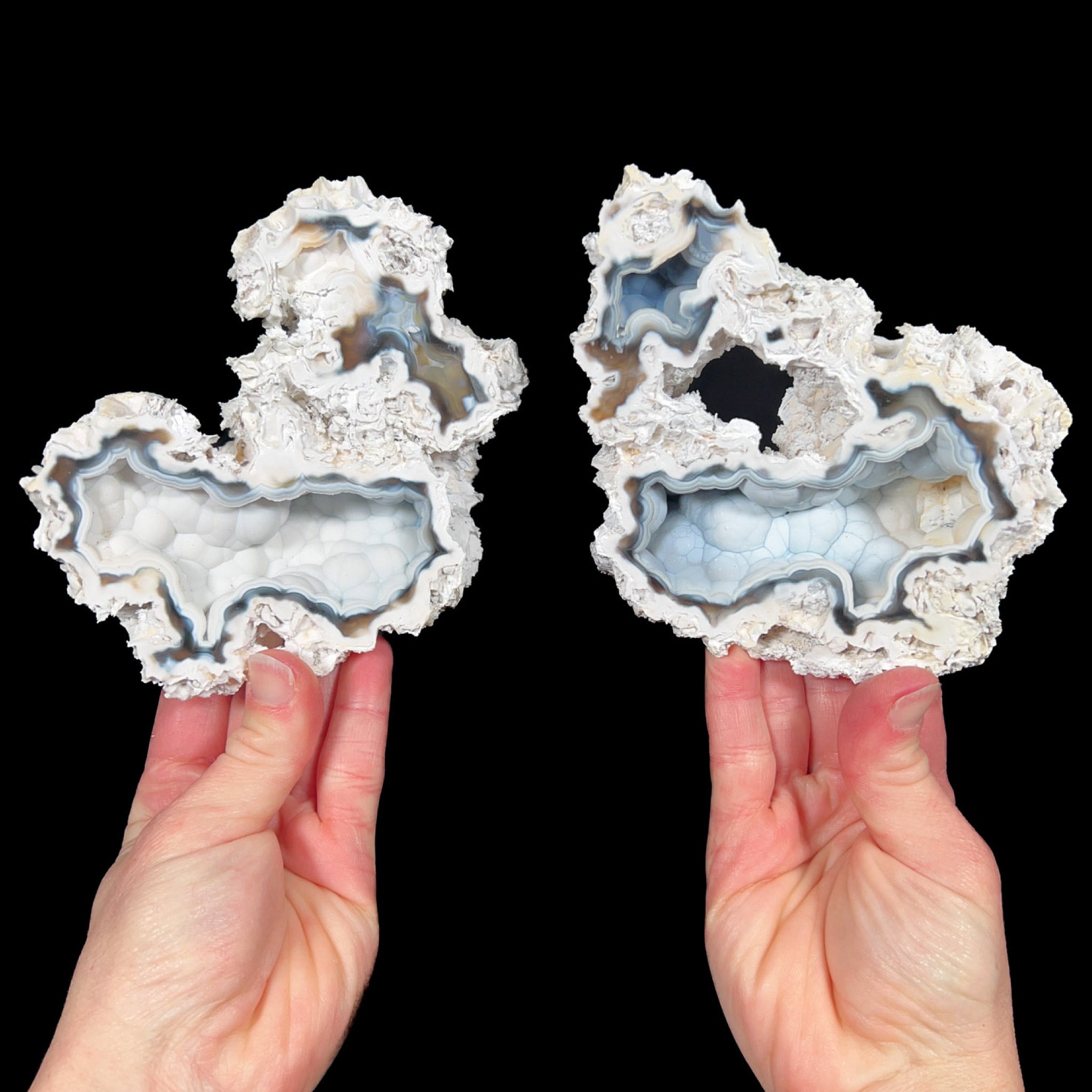 Fossil Coral Pair from Tampa Bay, Florida