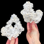 Exterior of Fossil Coral Pair