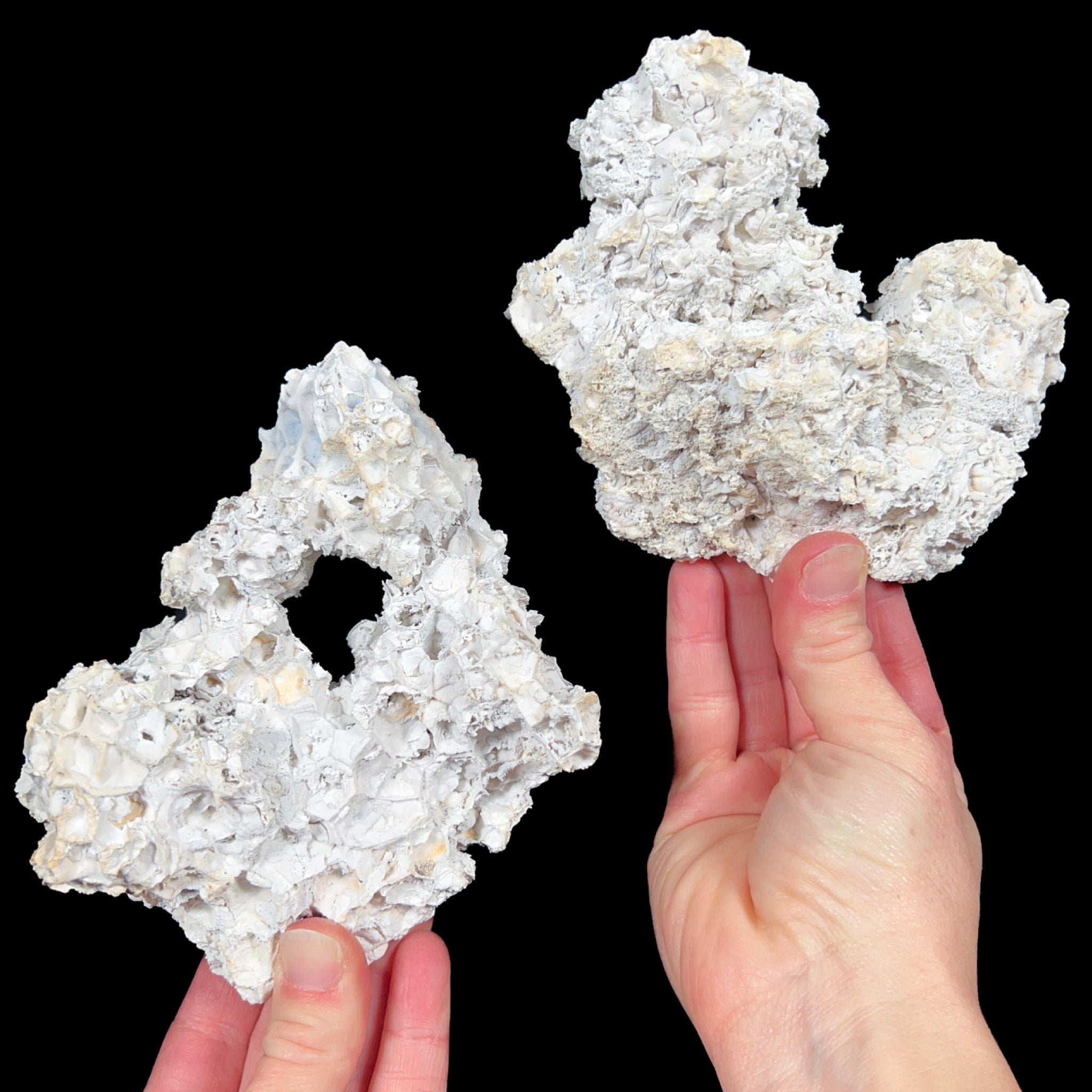 Exterior of Fossil Coral Pair