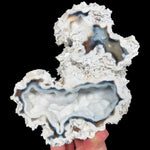 Fossilized Coral from Tampa Bay, Florida