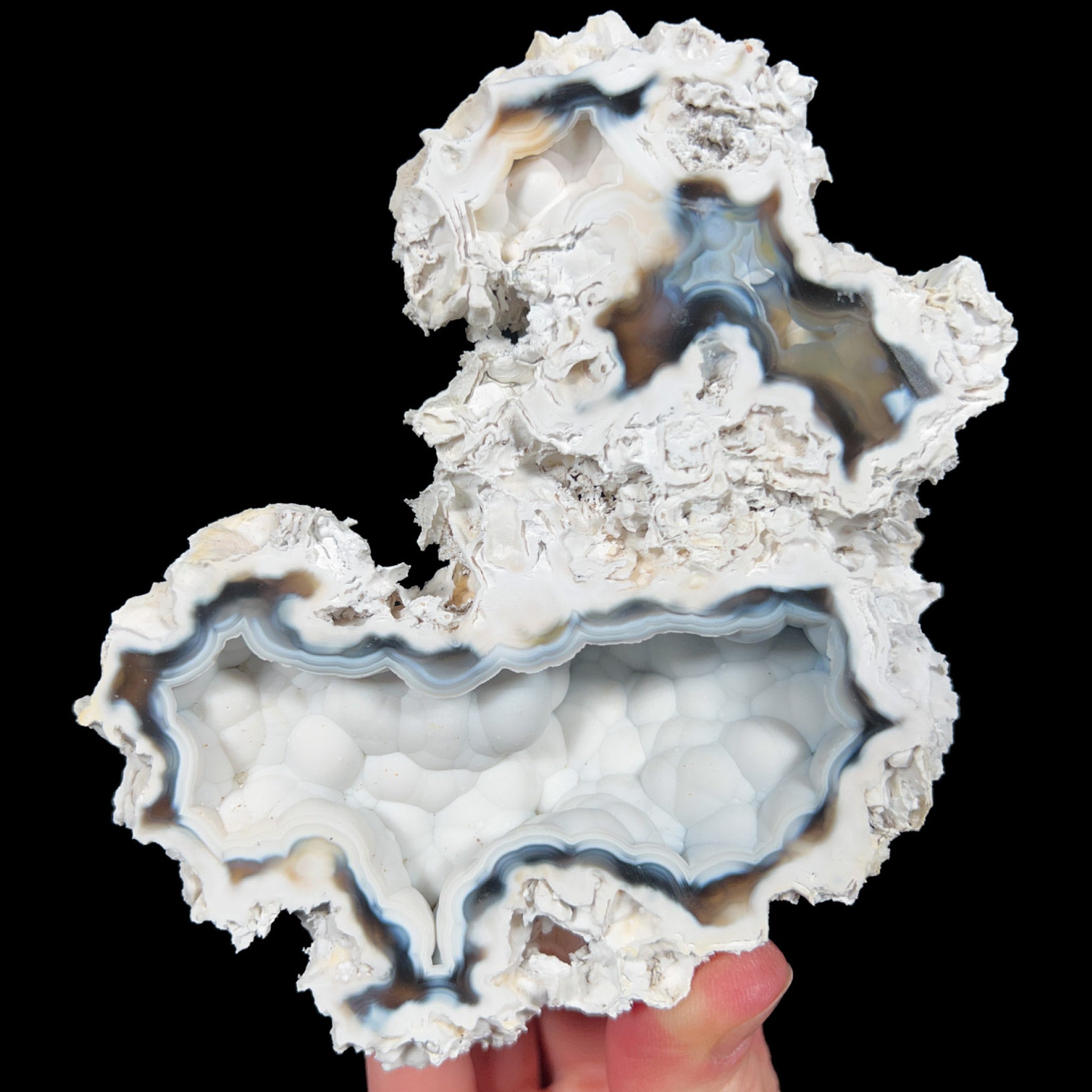 Fossilized Coral from Tampa Bay, Florida