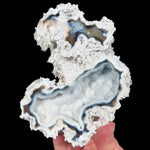 Fossil Coral with Chalcedony from Tampa Bay, Florida