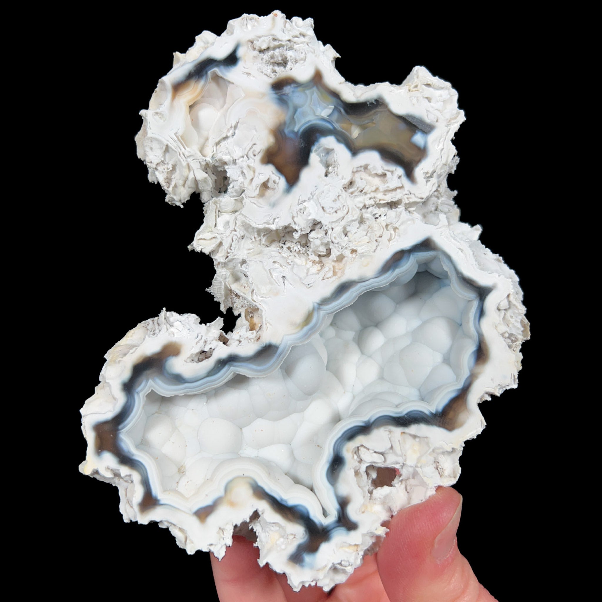 Fossil Coral with Chalcedony from Tampa Bay, Florida