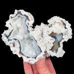 Tampa Bay Fossilized Coral