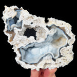 Fossil Coral from Tampa Bay, Florida with Chalcedony Inside
