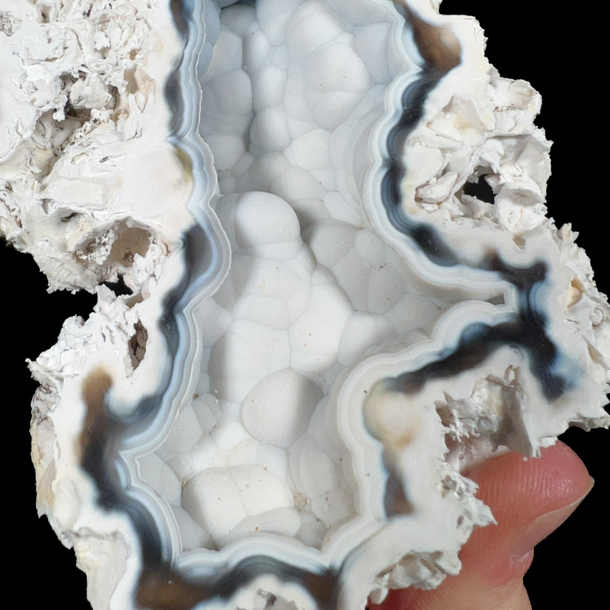Chalcedony Inside Fossil Coral