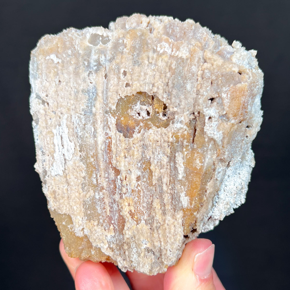 Exterior of Fossilized Coral from Florida