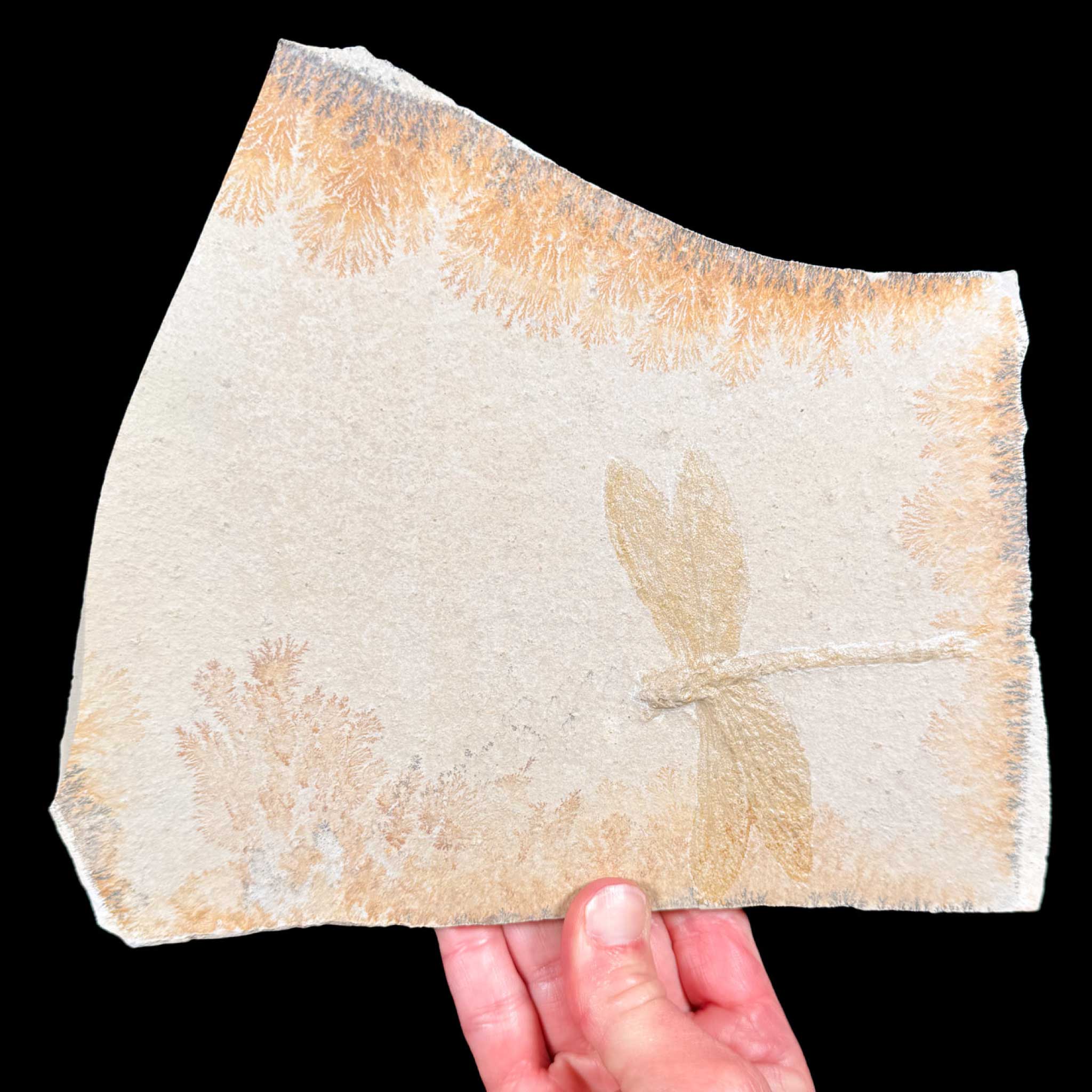 Fossil Dragonfly from Solnhofen, Germany