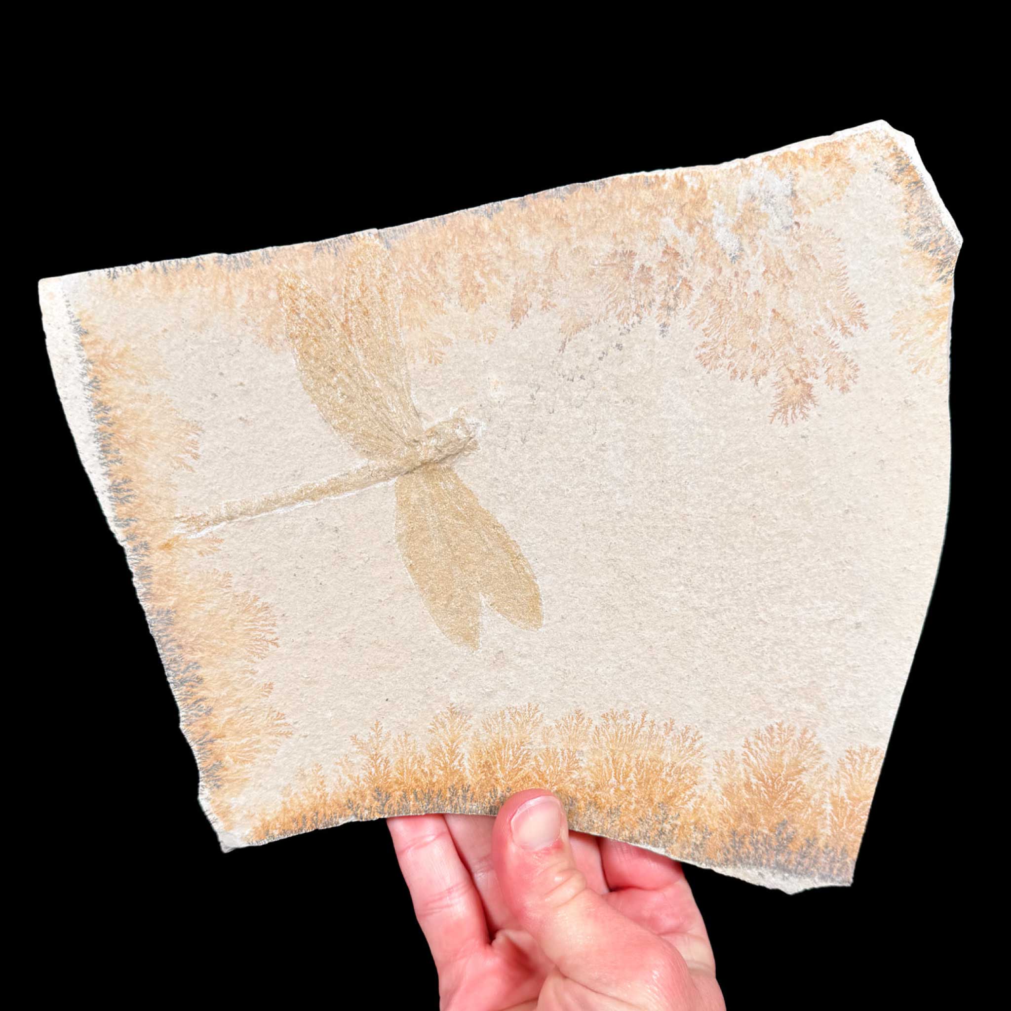 Dragonfly Fossil from Solnhofen, Germany