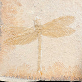 Closeup of Dragonfly Fossil
