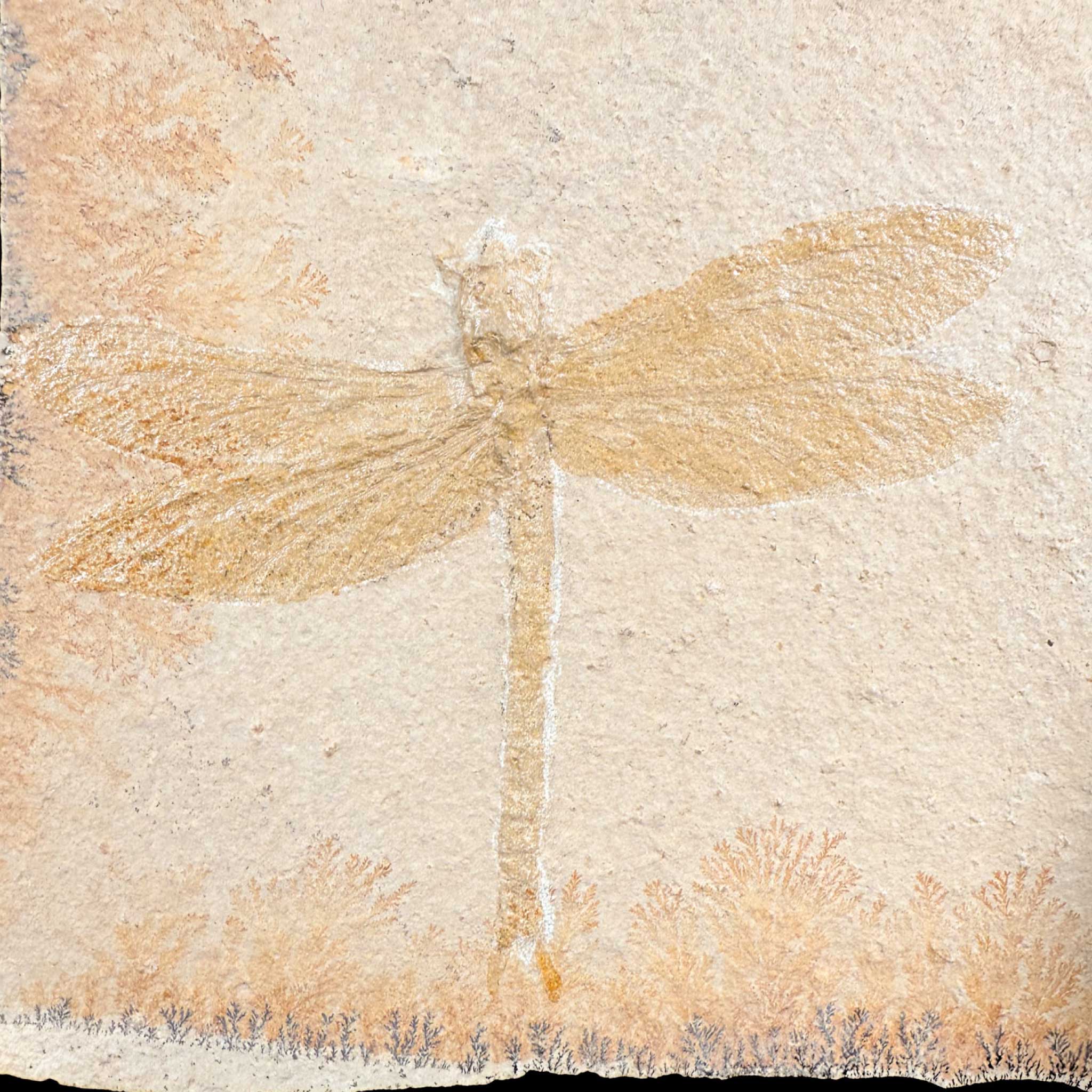 Closeup of Dragonfly Fossil