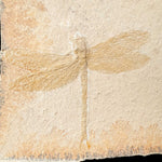 Close up of Fossilized Dragonfly