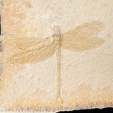 Close up of Fossilized Dragonfly