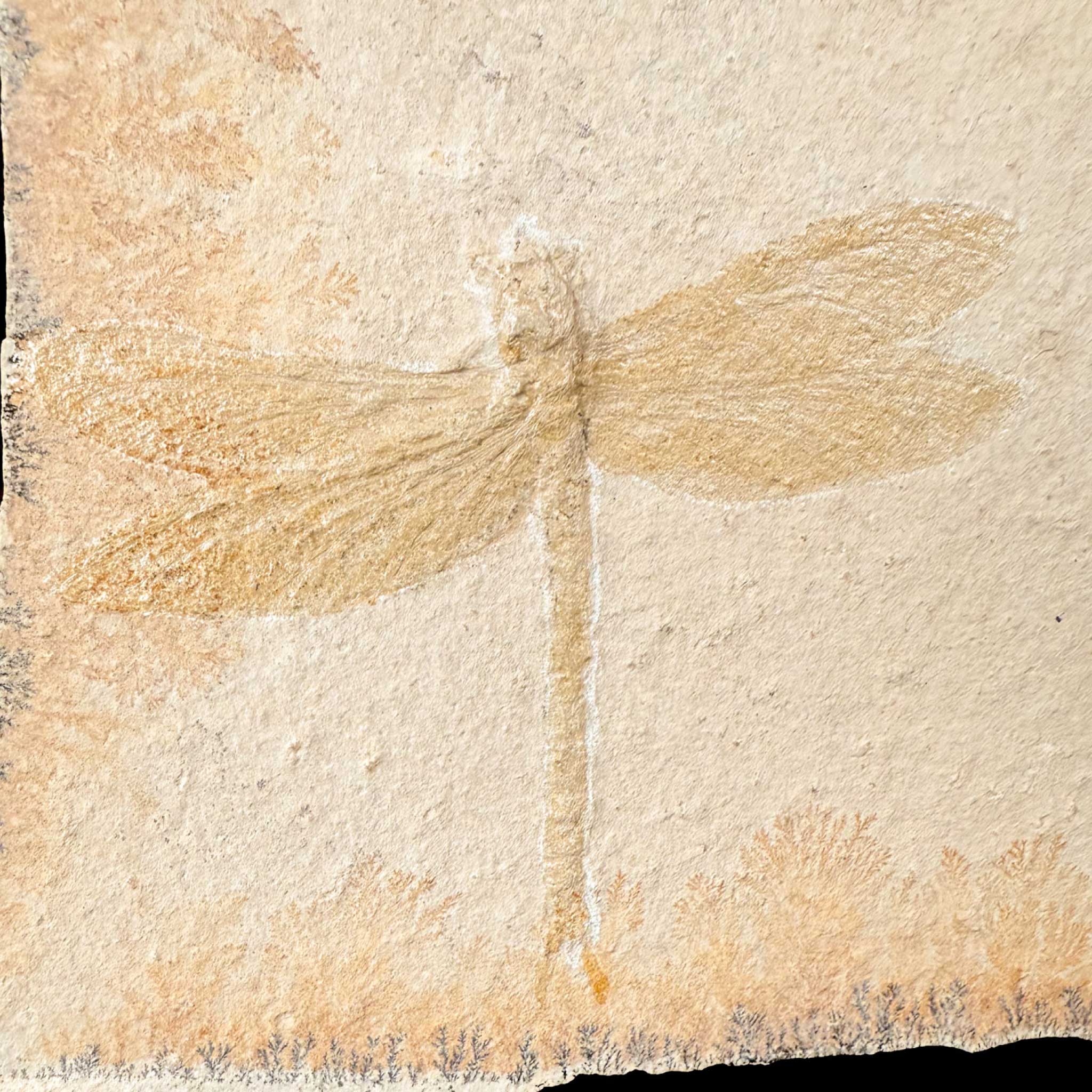 Close up of Fossilized Dragonfly