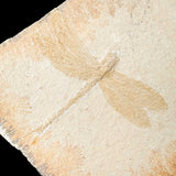 Close up of Dragonfly Fossil 