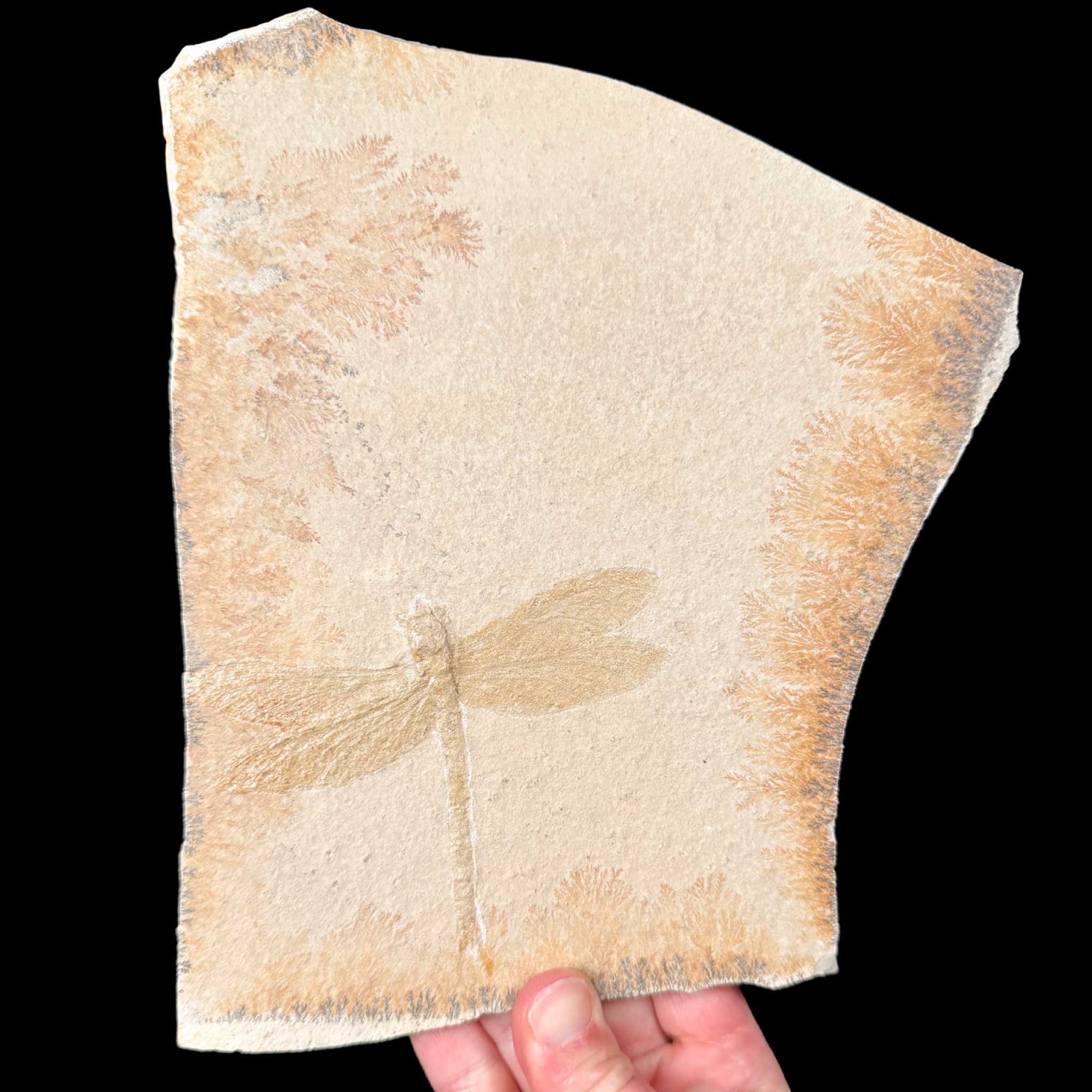 Dragonfly Fossil from Solnhofen Formation
