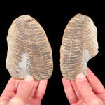 Laveineopteris rarinervis fossil fern from Illinois