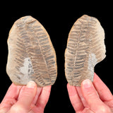 Laveineopteris rarinervis fossil fern from Illinois