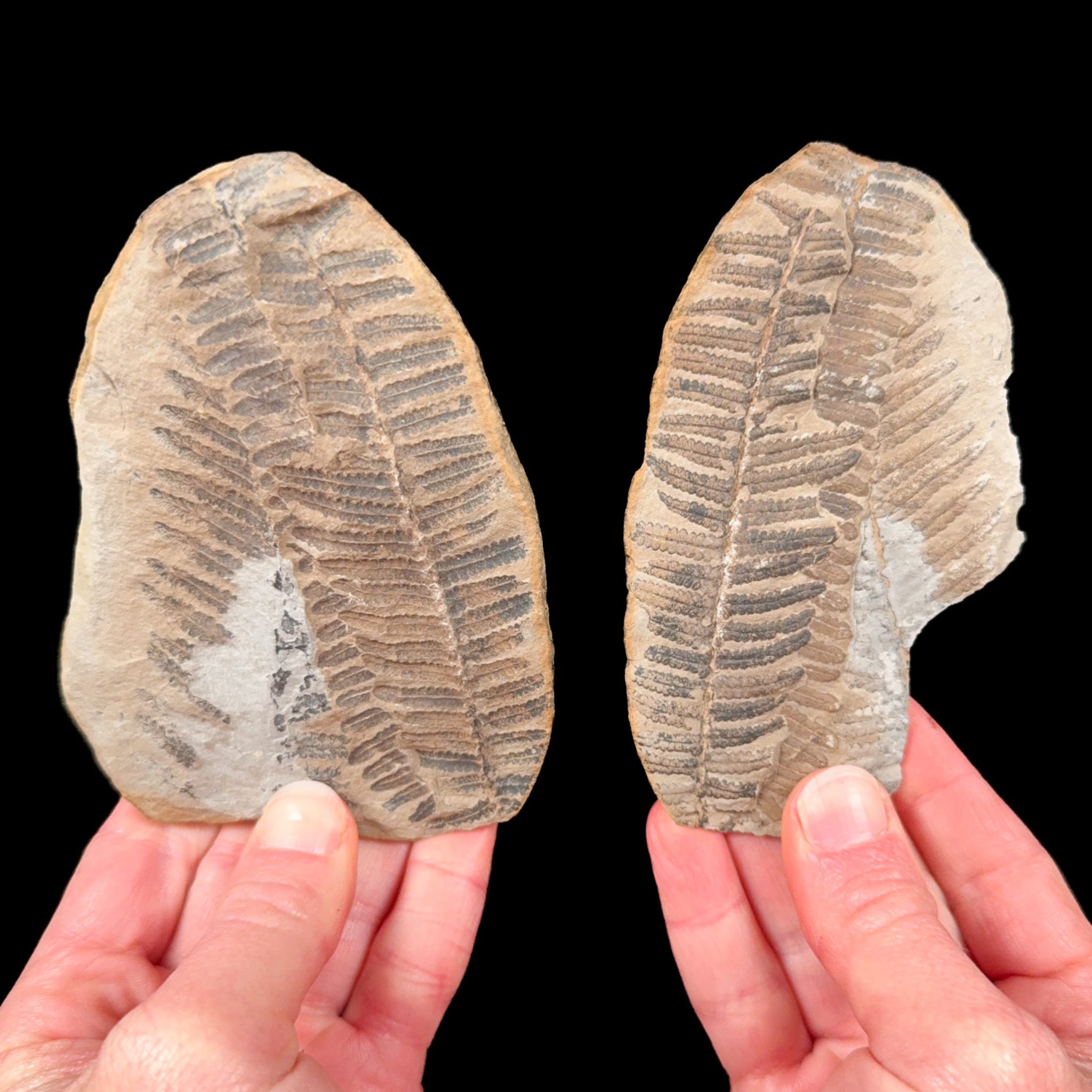 Laveineopteris rarinervis fossil fern from Illinois