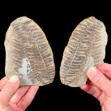 Positive and negative fern fossil pair from Illinois