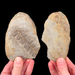 Exterior of the fern fossil stone pair