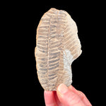Fern fossil in rock matrix from Illinois, USA