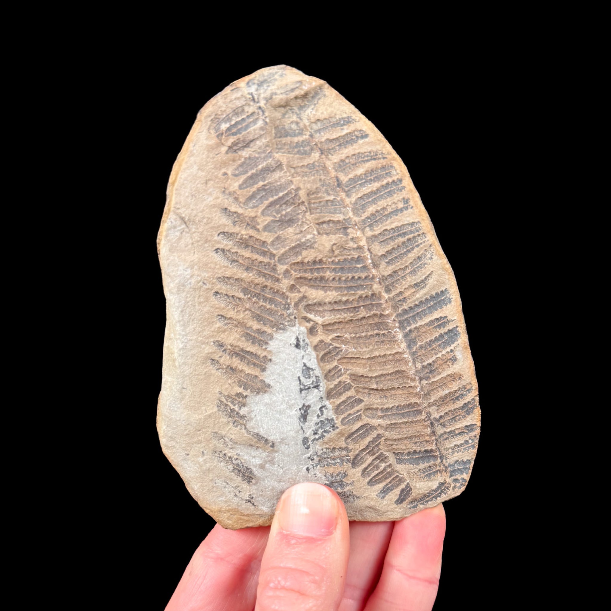Fossil Fern from Illinois