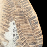 Close up of fern fossil imprint from the Pennsylvanian Period