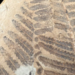 Detail of fossilized fern in stone matrix