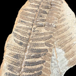 Close up of fossilized fern from Illinois