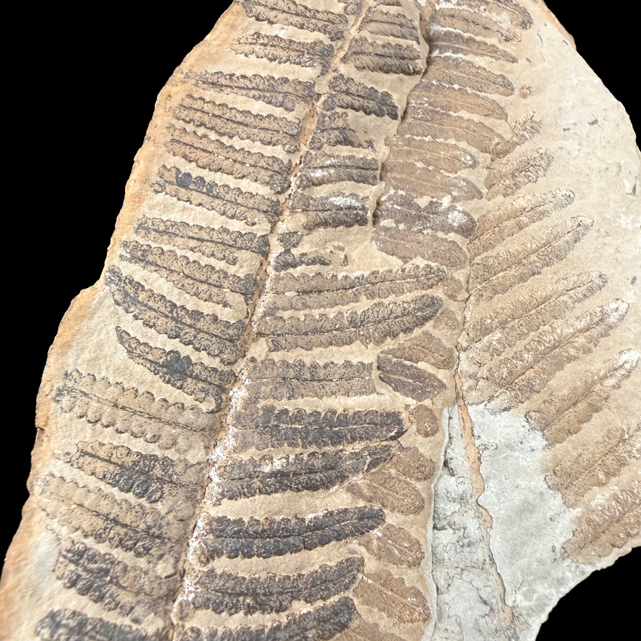 Close up of fossilized fern from Illinois