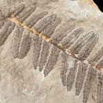 Close up of exterior of the fern fossil pair