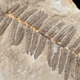 Close up of exterior of the fern fossil pair