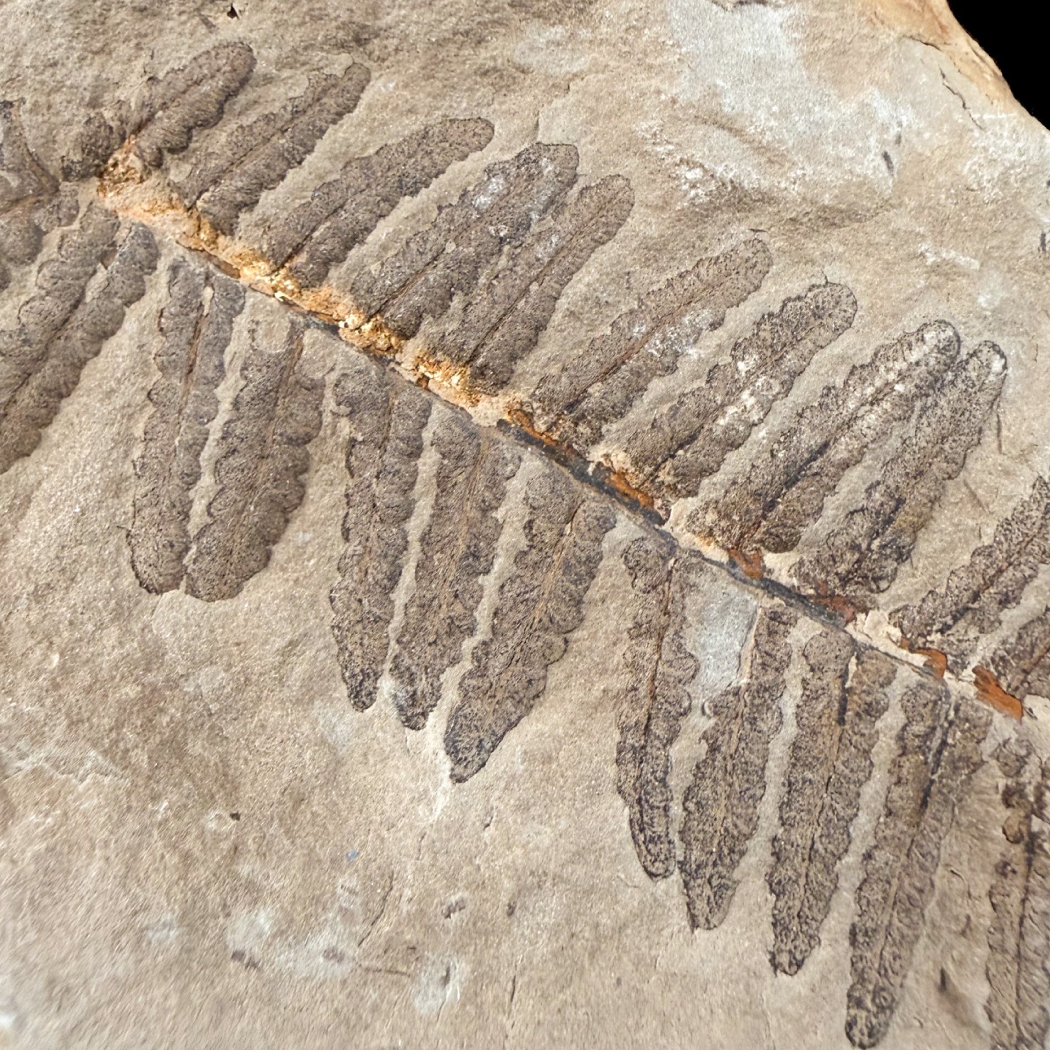 Close up of exterior of the fern fossil pair
