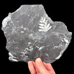 Fossil ferns in a shale matrix from Pennsylvania