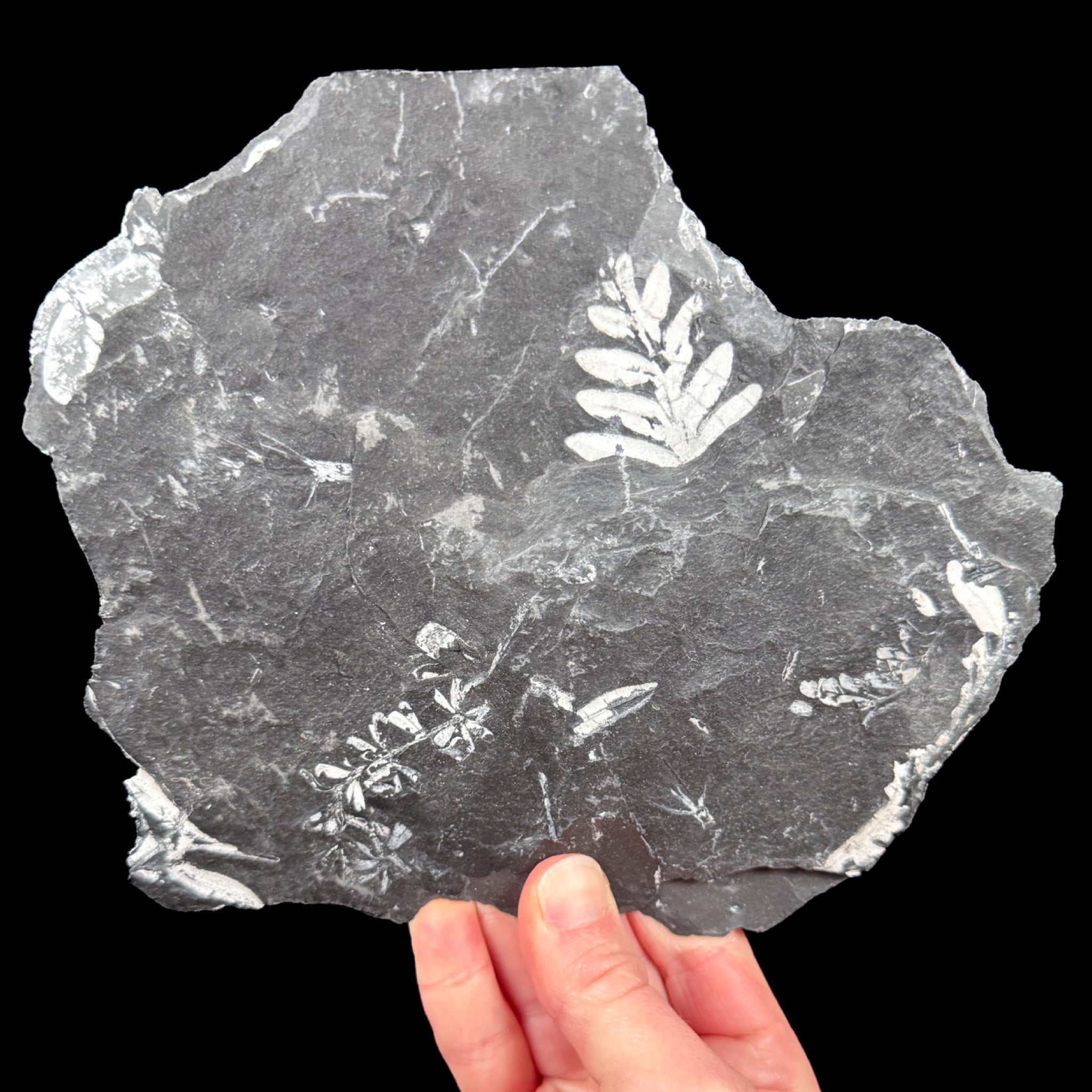 Fossil ferns in a shale matrix from Pennsylvania