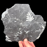 White fossil ferns in a black shale rock matrix from Pennsylvania