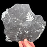 White fossil ferns in a black shale rock matrix from Pennsylvania