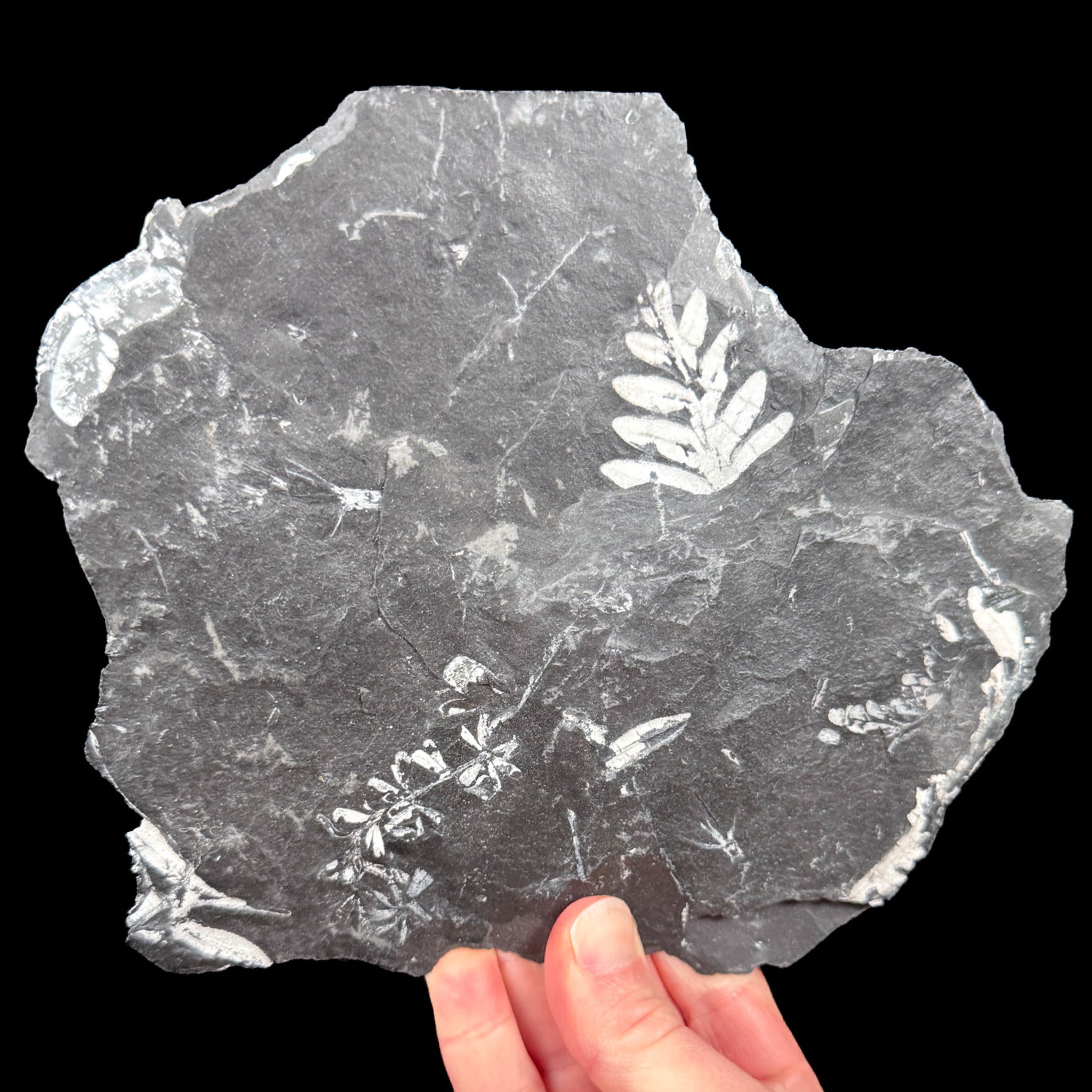 White fossil ferns in a black shale rock matrix from Pennsylvania
