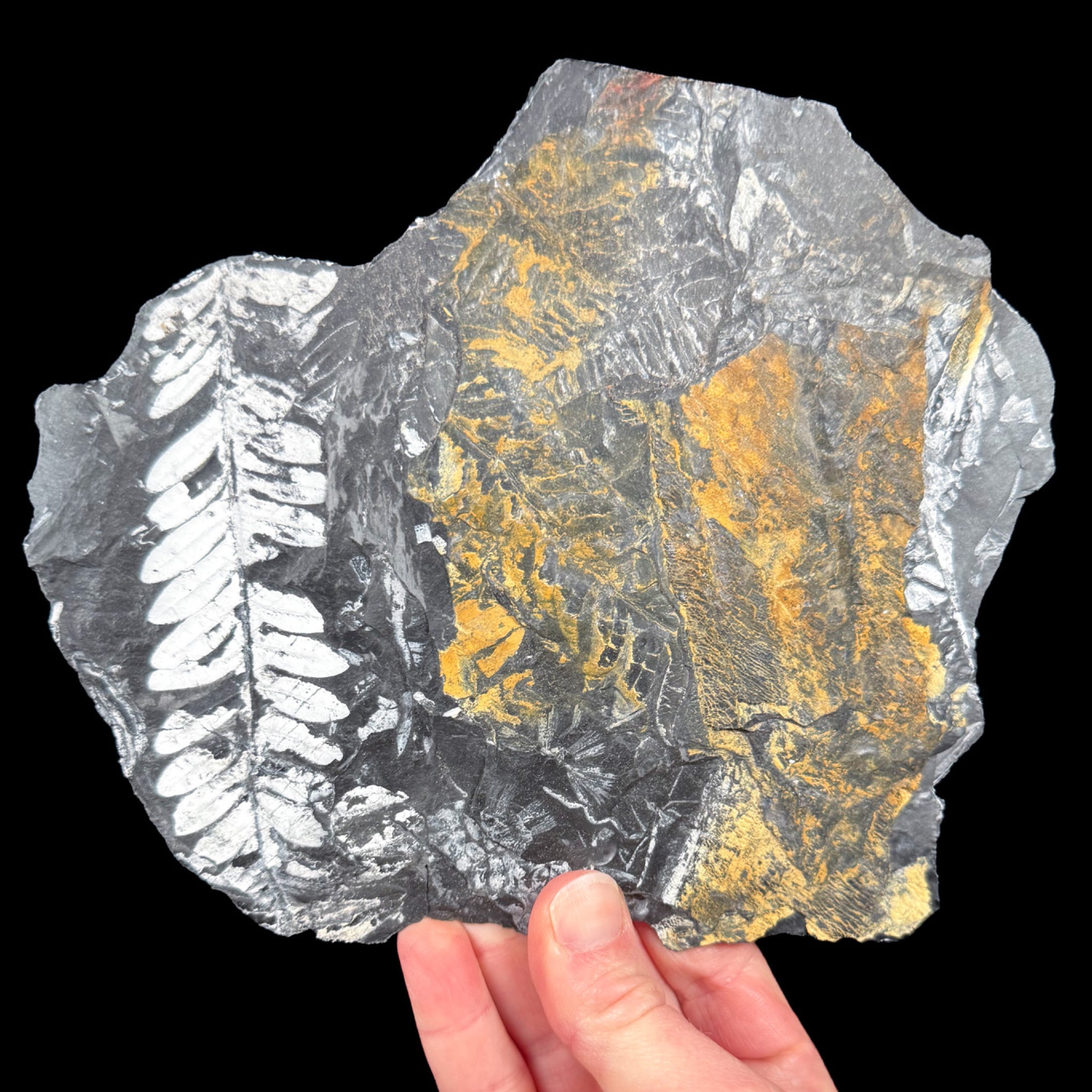 White fossil ferns in black shale matrix