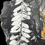 Close up of a fossil fern from Pennsylvania