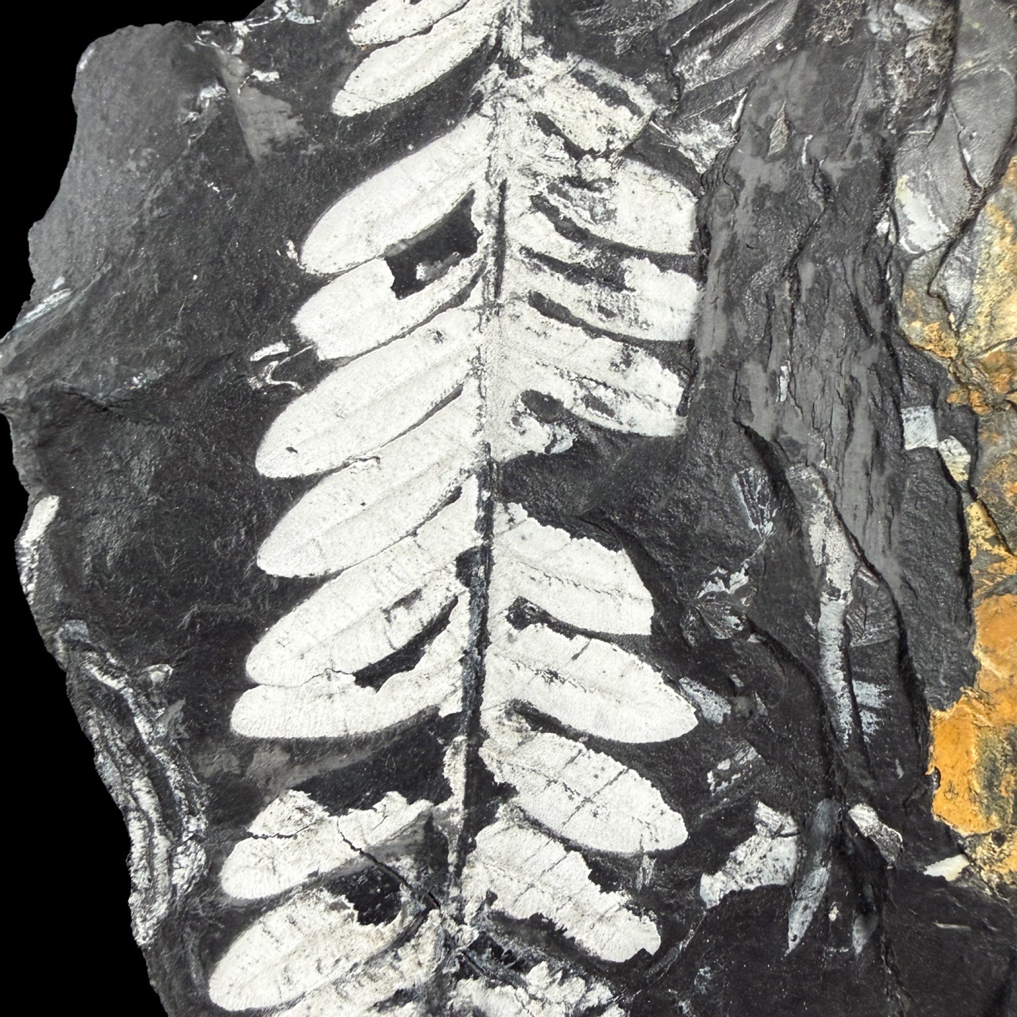 Close up of a fossil fern from Pennsylvania