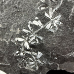 Fossil plants in shale matrix
