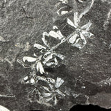 Fossil plants in shale matrix