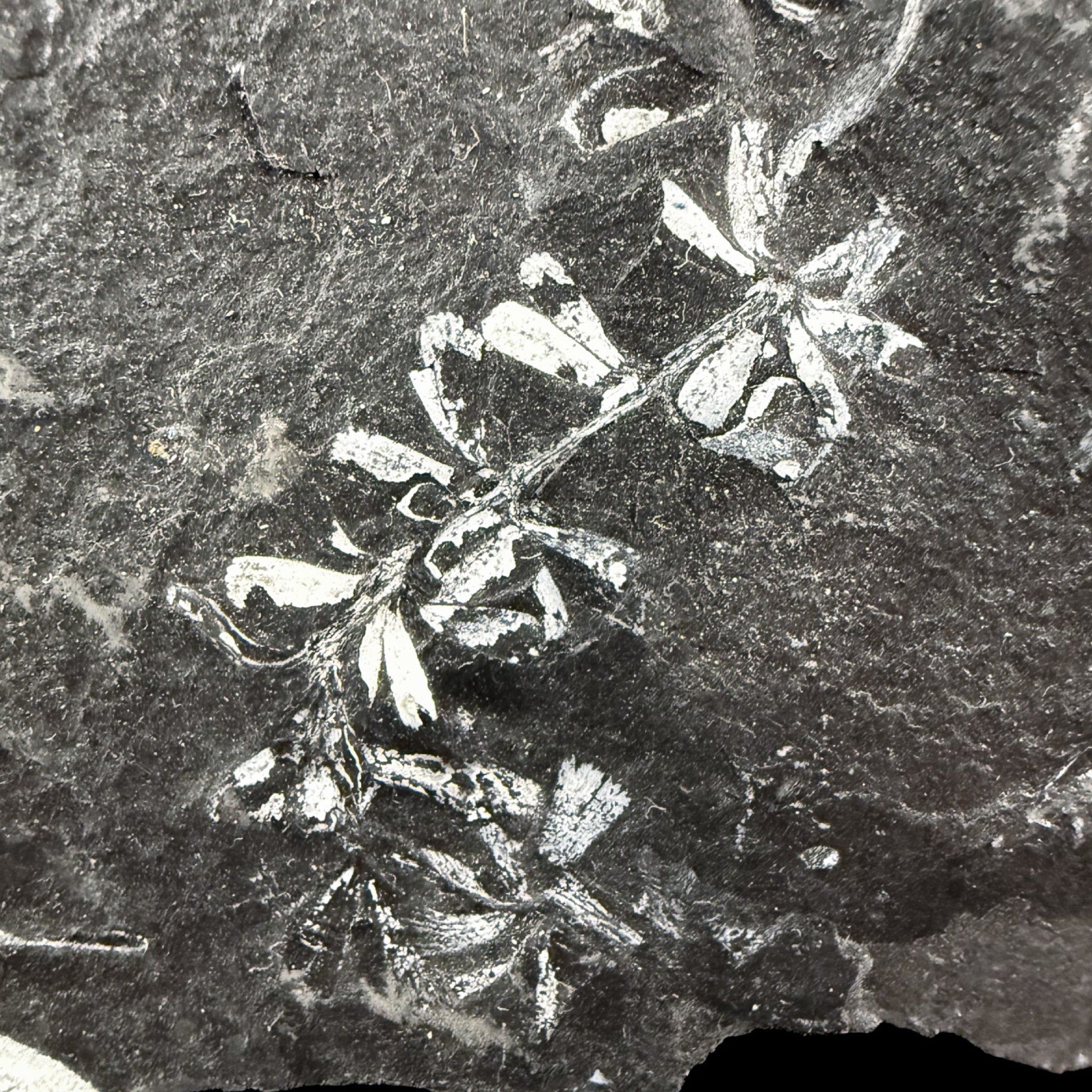 Fossil plants in shale matrix
