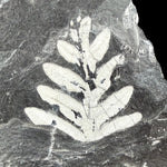 Close up of a fossilized fern in shale from Pennsylvania
