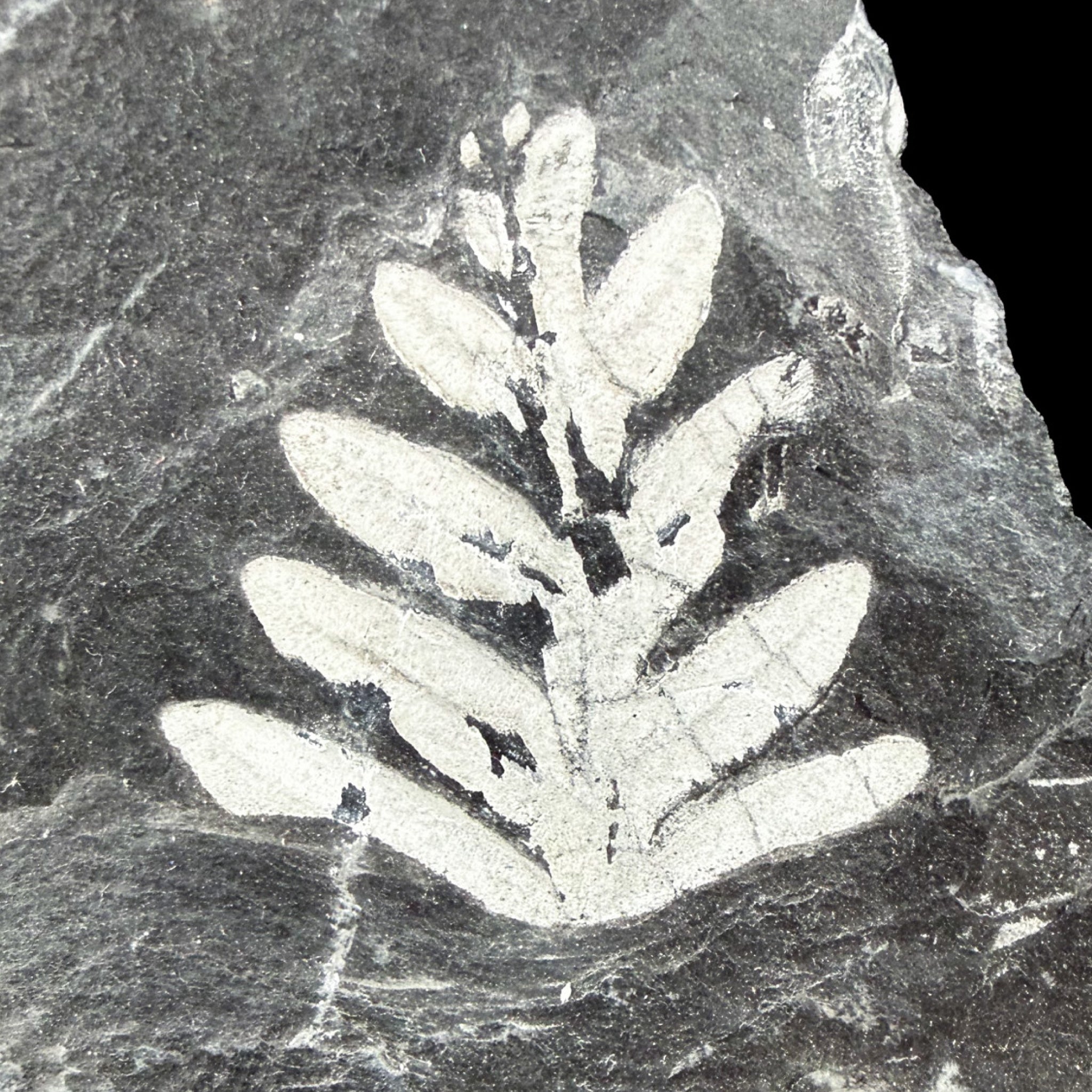 Close up of a fossilized fern in shale from Pennsylvania