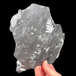 Side view of fossilized fern plate in shale